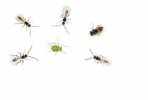 Parazitoidokkal és menedéknövényekkel a levéltetvek ellen