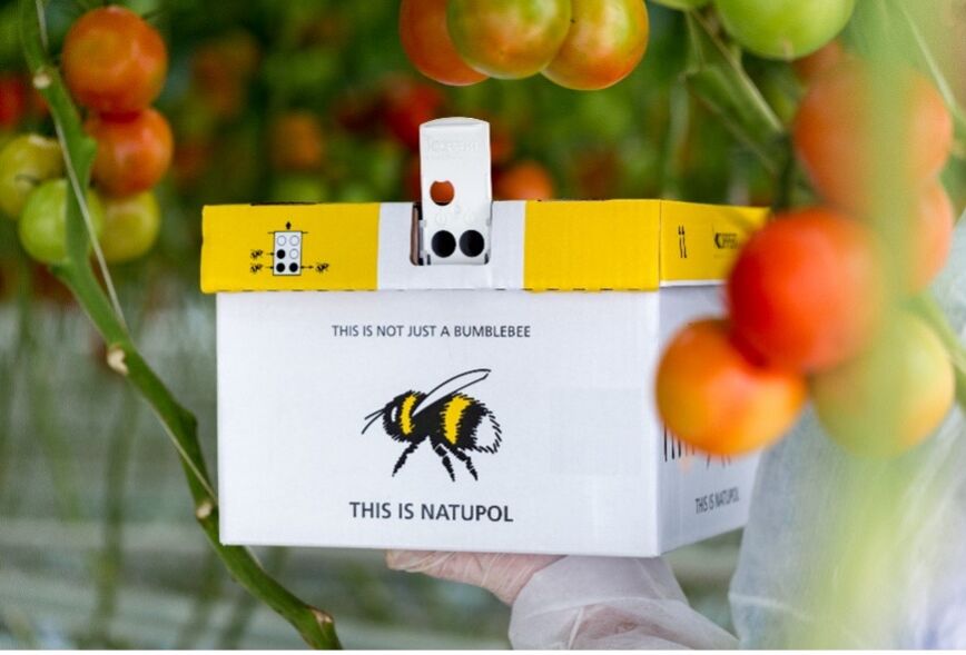 Tartsa a méheket hűvösben