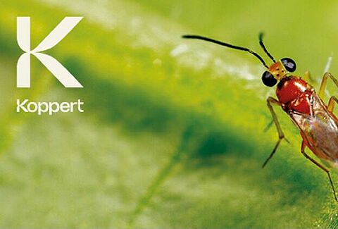 Új márkajelzésünk: a természet ihlette