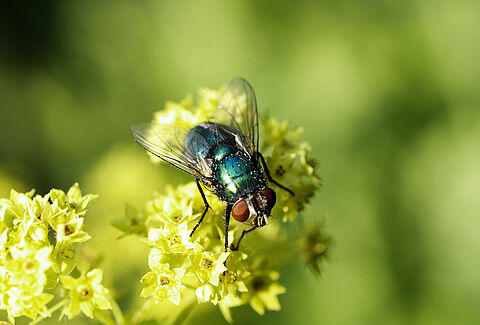 Beporzási ellenőrző lista – Natupol Fly