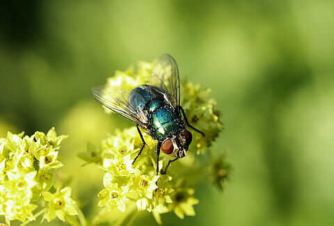 Beporzási ellenőrző lista – Natupol Fly