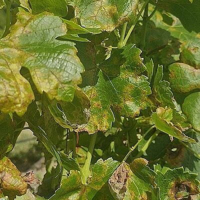 Upper side of grapevine leaves infected with downy mildew (Plasmopara viticola), showing characteristic yellow oil spots and developing necrotic lesions.