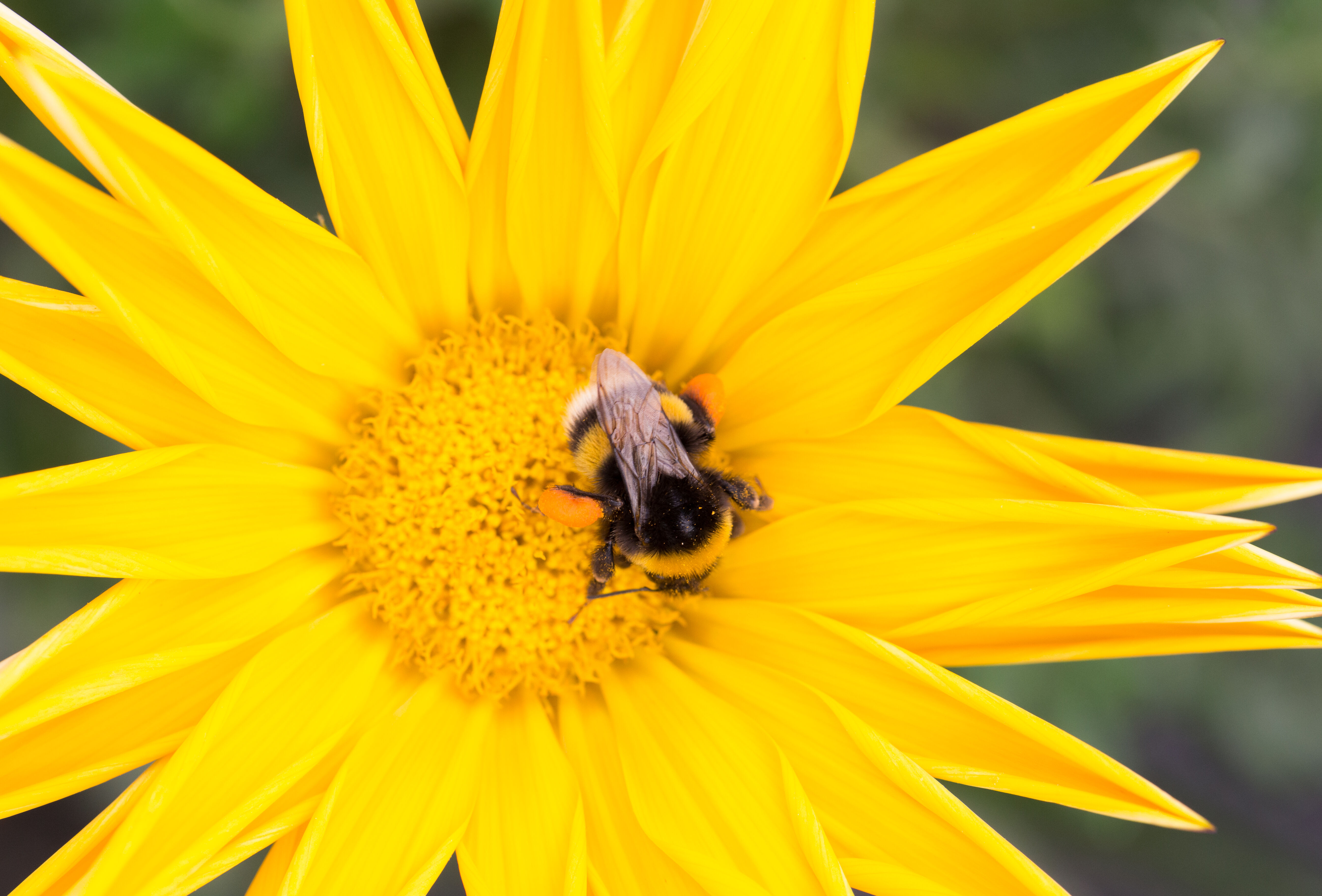 Beporzás mesterséges fénynél