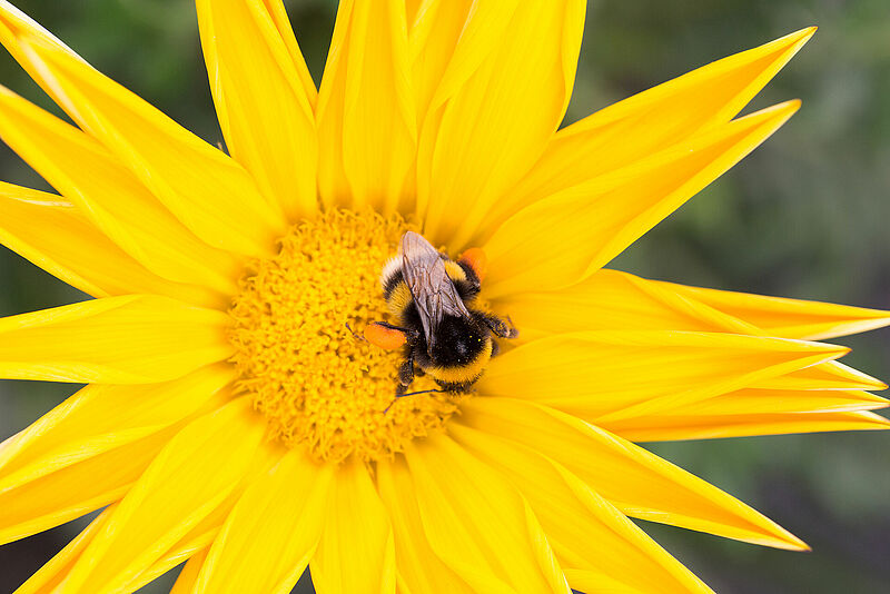 Bumblebee Bombus terrestris pollinating flower