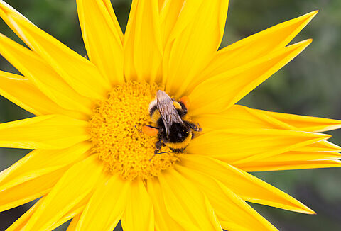 Hogyan védjük meg a poszméheket a hőtől