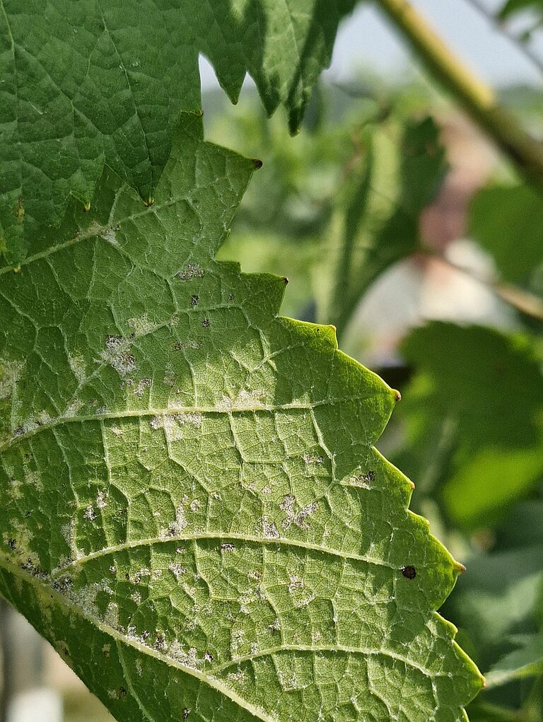 Underside of a grape leaf infected with downy mildew, with clearly visible sporulating lesions.