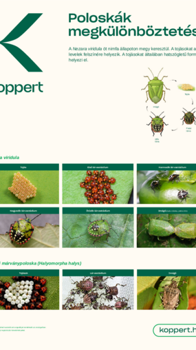 Poszter - Poloskák megkülönböztetése