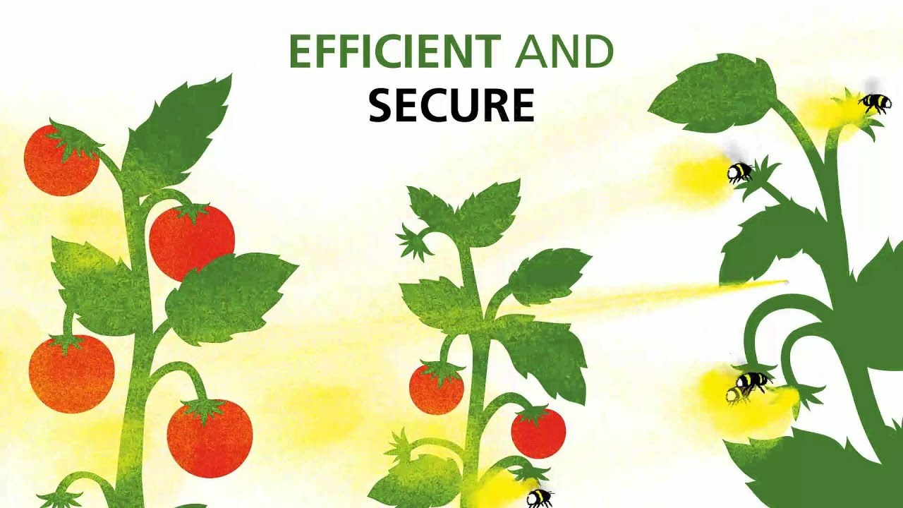 Outdoor pollination with bumblebees - Natupol Booster