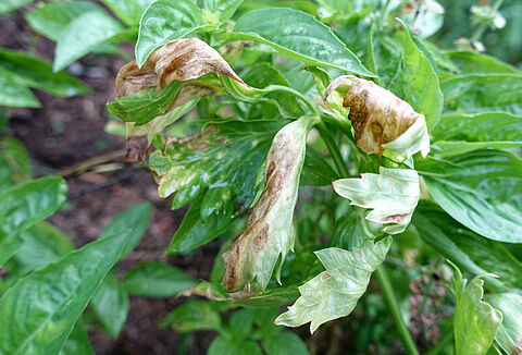 Alternáriás levélfoltosság