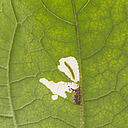 Larva in leaf of the Tomato leafminer Tuta absoluta