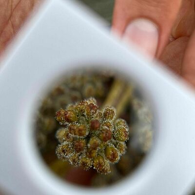 Close-up through a hand lens showing active downy mildew sporulation on a grape inflorescence.
