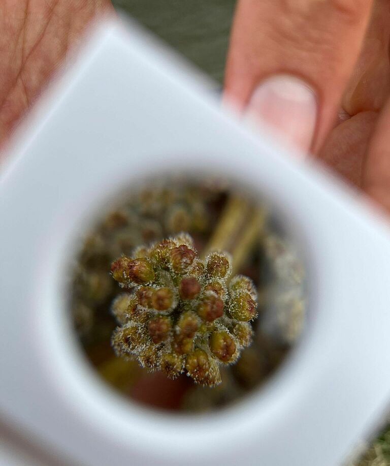 Close-up through a hand lens showing active downy mildew sporulation on a grape inflorescence.