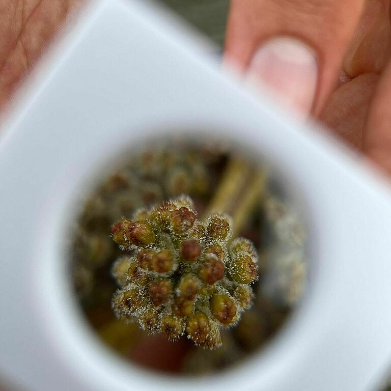 Close-up through a hand lens showing active downy mildew sporulation on a grape inflorescence.