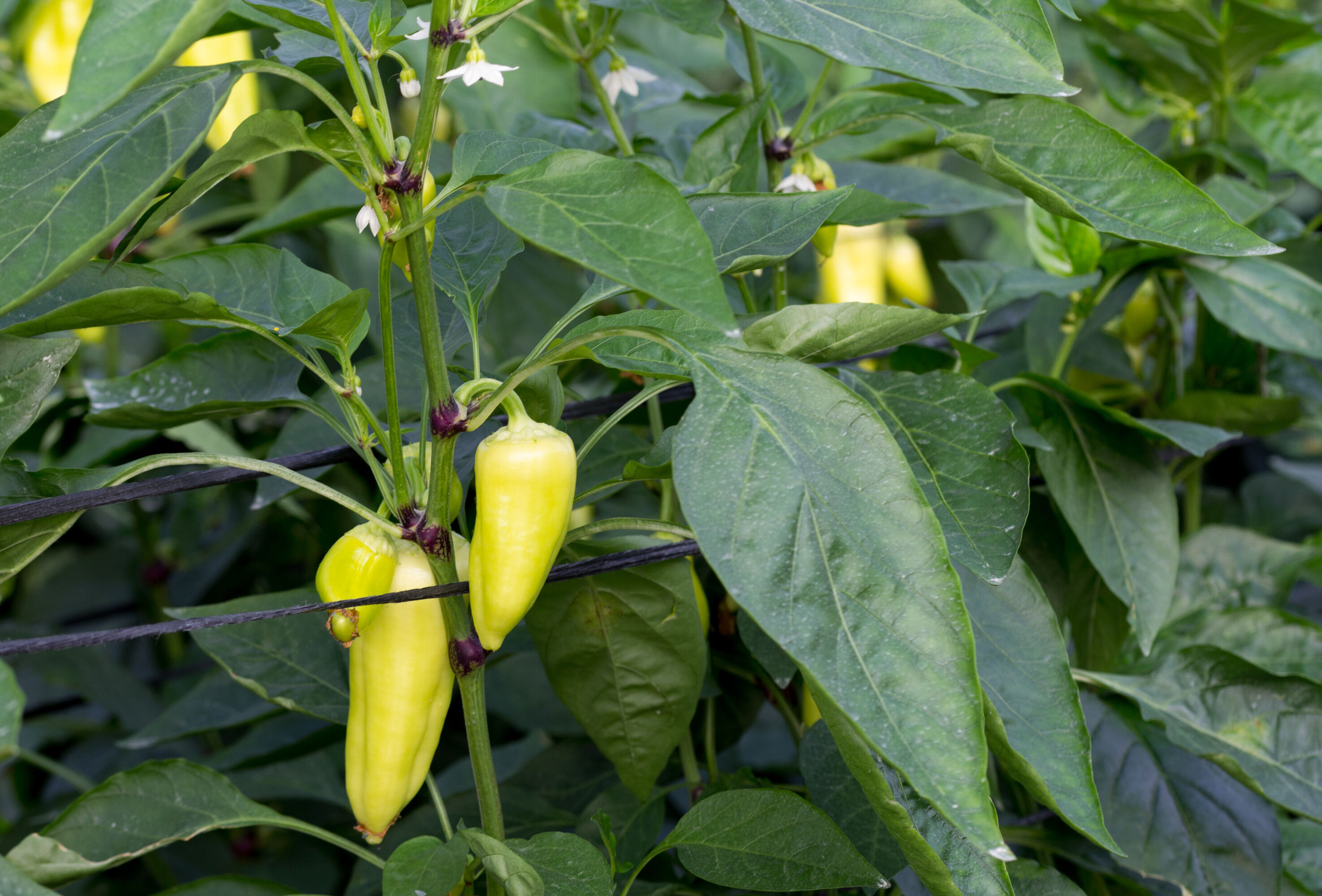 Paprika Koppert Magyarország