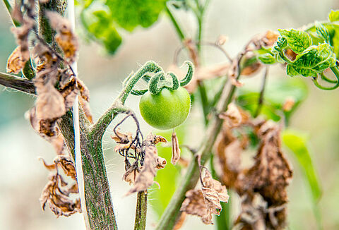 Pepino mozaik vírus