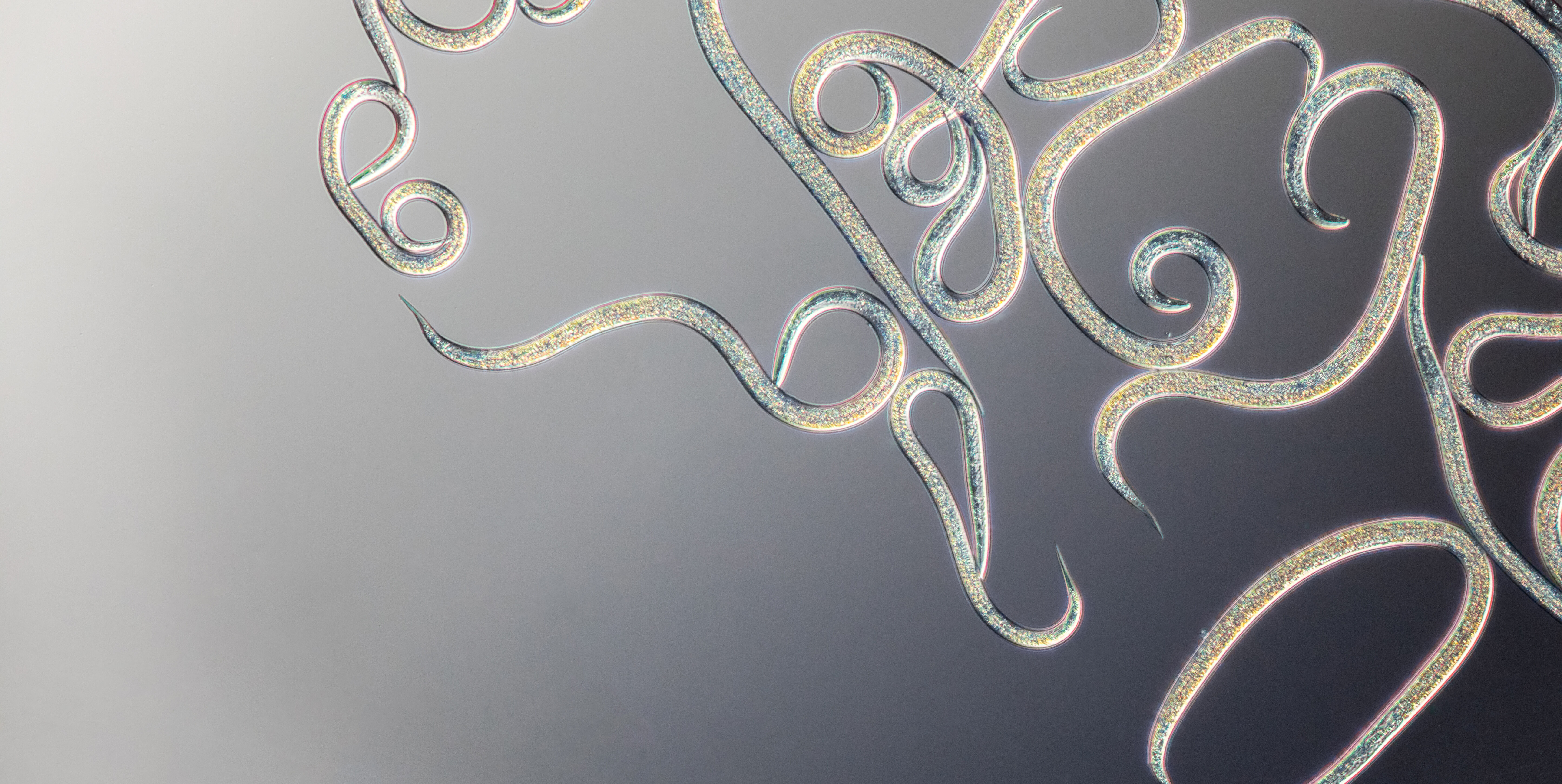 A fonálférgekre vonatkozó gyakran feltett kérdések