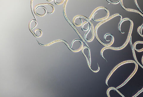 A fonálférgekre vonatkozó gyakran feltett kérdések