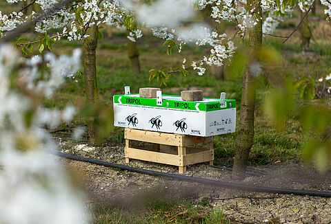 A gyümölcstermesztő Natupol Tripolt használ szabadtéri beporzáshoz