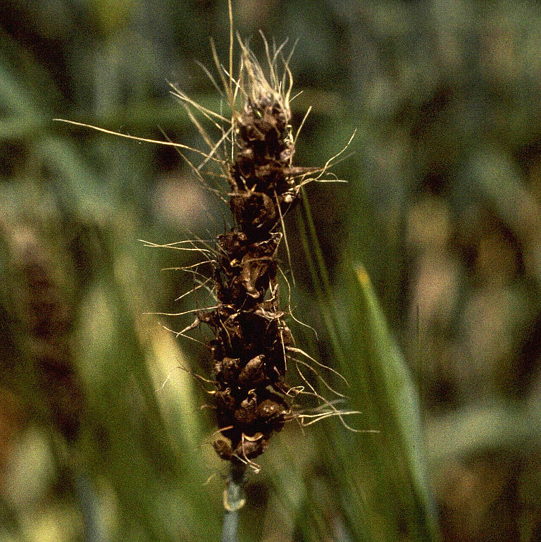 Ustilago nuda barley