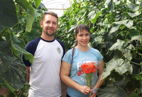 Gerbera ajándékba a koronavírus idején