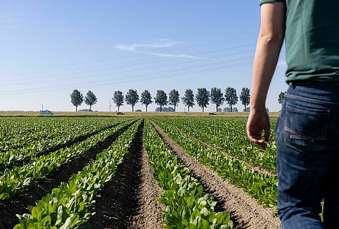 Grower Koen - A biológiai növényvédelem elterjedése a mezőgazdaságban