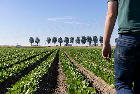 Grower Koen - A biológiai növényvédelem elterjedése a mezőgazdaságban