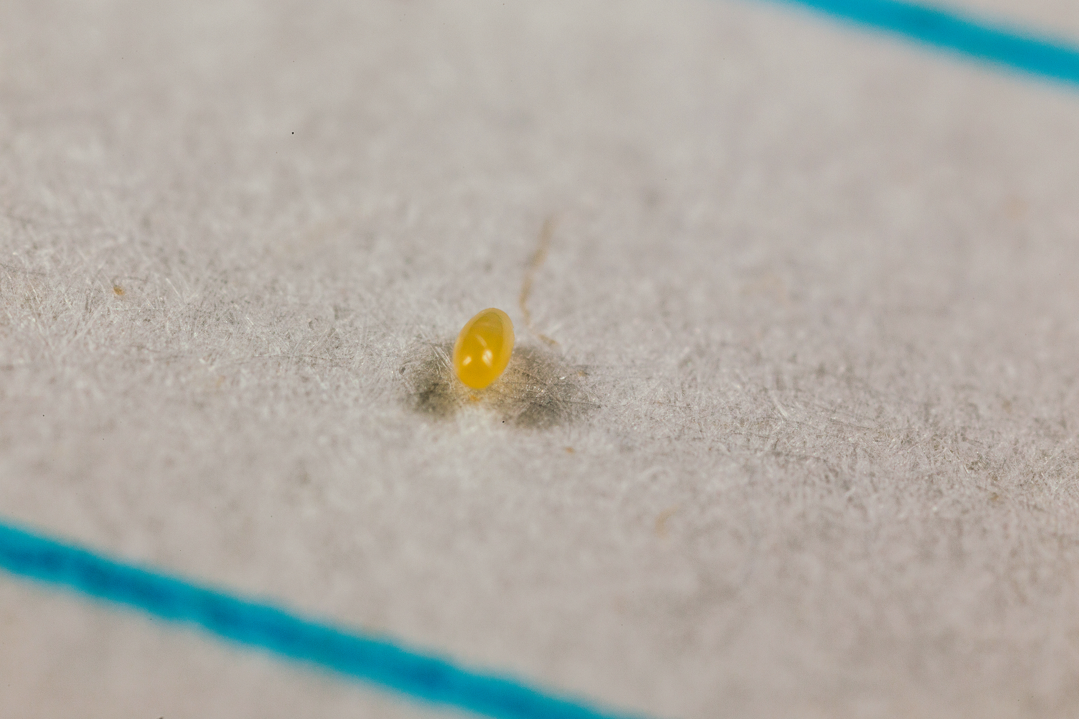 Crypolaemus montrouzeri tojás stádiumban