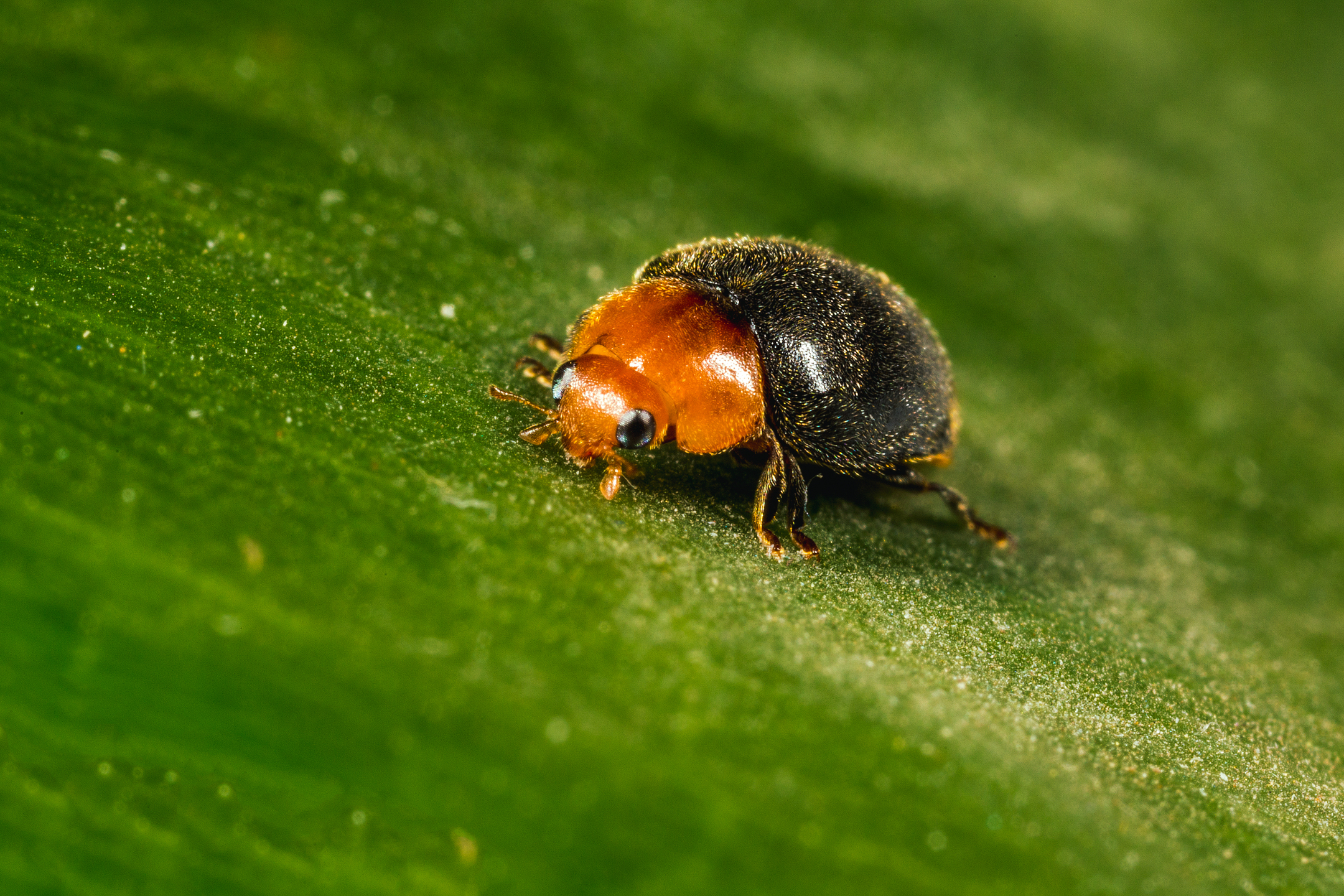 Crypolaemus montrouzeri kifejlett stádiumban