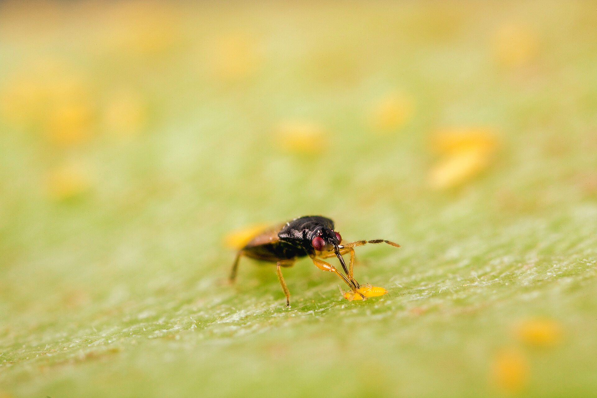 Oars Insect Image Orius laevigatus - Predatory Bug for Thrips Control